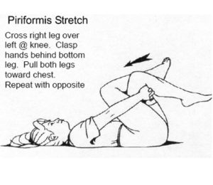 piriformis muscle