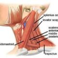 Scalene Muscles